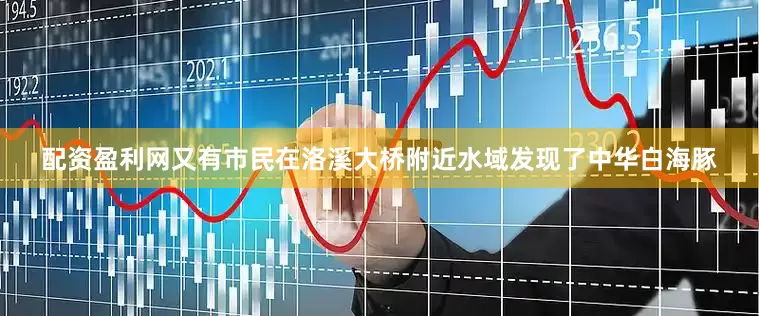 配资盈利网又有市民在洛溪大桥附近水域发现了中华白海豚